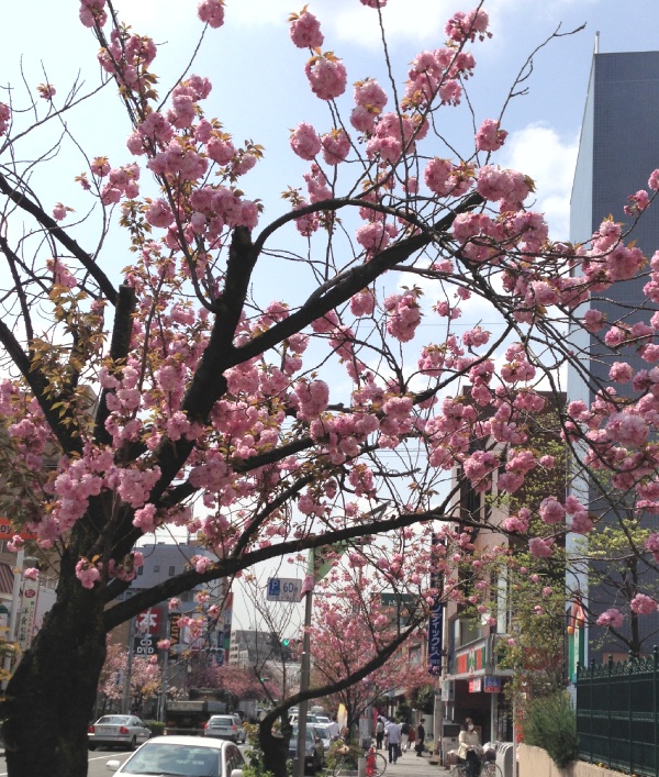 [桜新町]駅前通りの桜がかなり咲いてきた！
